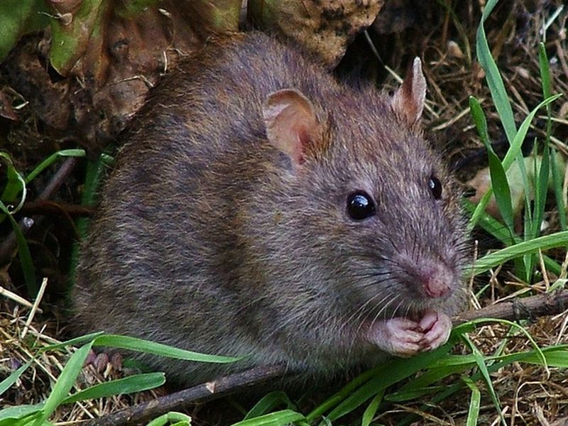 Fact or Fiction: Rats Can Make You Sick