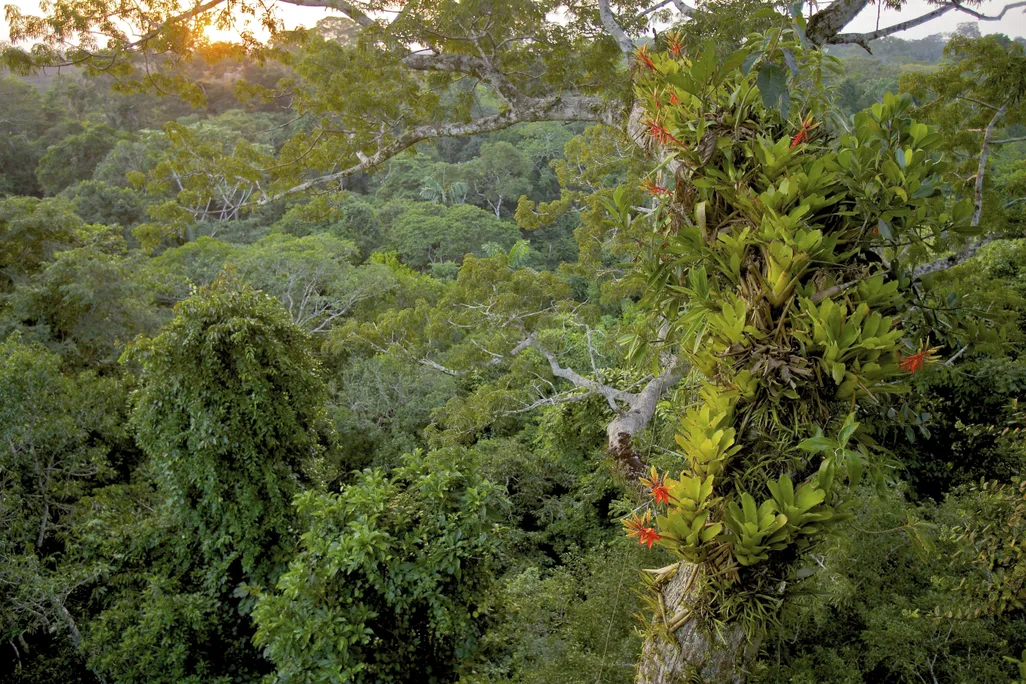 flowering canopy