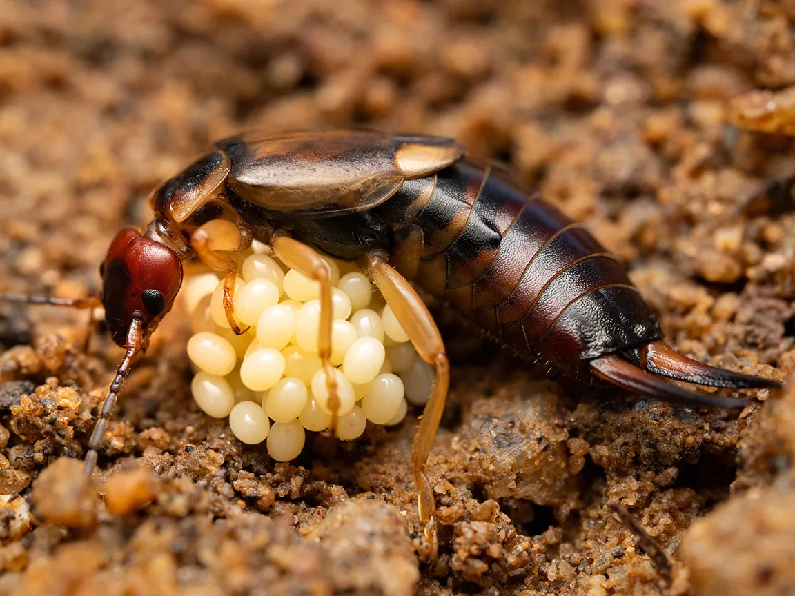 ハサミムシの風変わりで野生的な生活を深く観察する