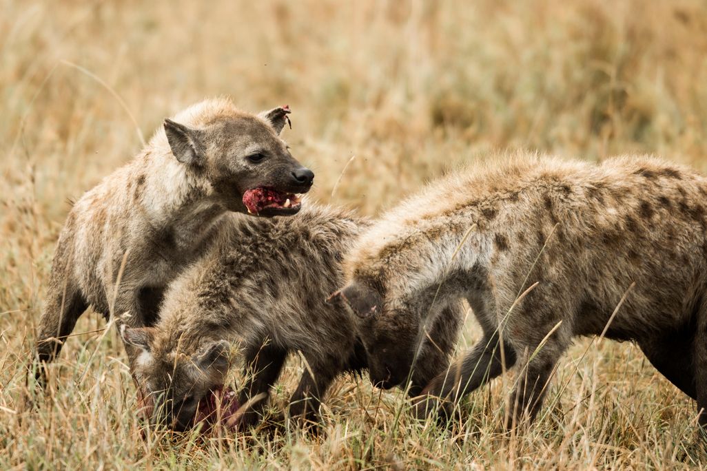 Hyenas eating