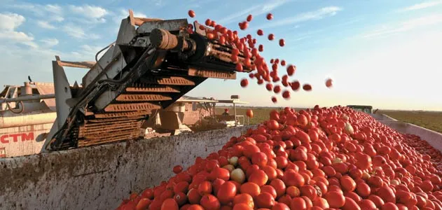 A harvester in California Sacramento Valley gathers tons of Roma tomatoes