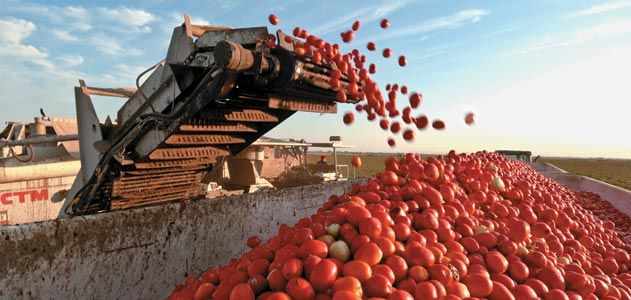 A Passion for Tomatoes