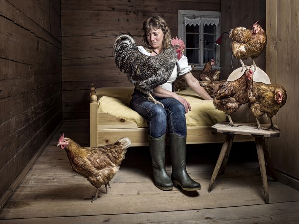 Rooster Hannibal takes over Ursula Zinsli's bedroom with his chickens. thumbnail