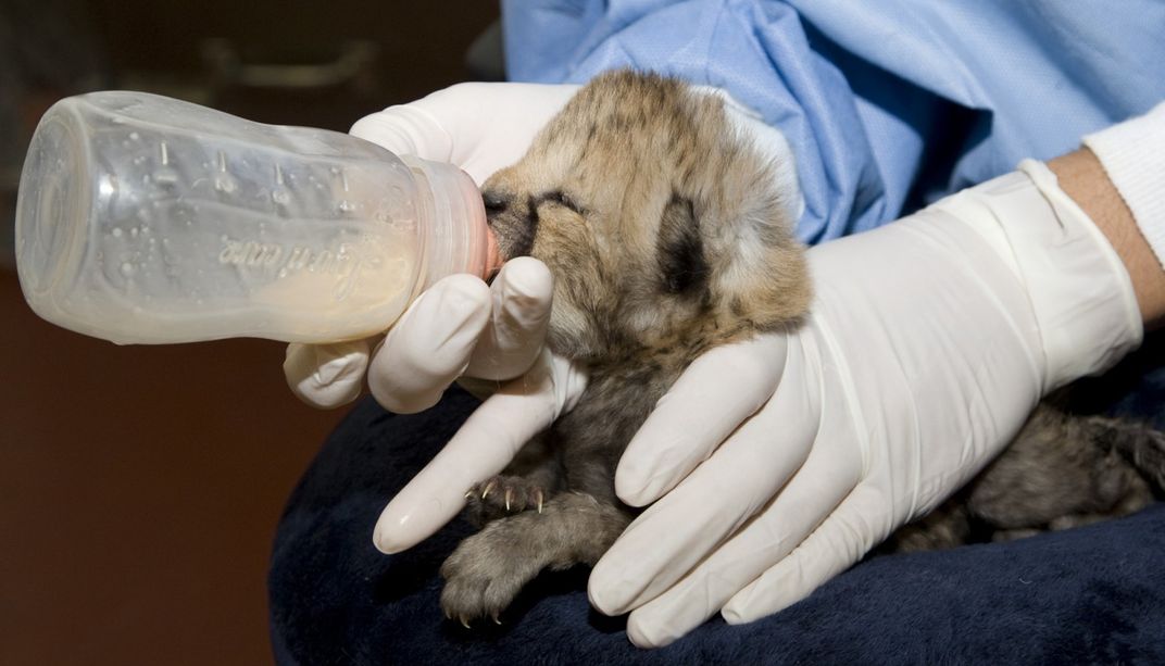 A baby cheetah cub is hand fed from a bottle