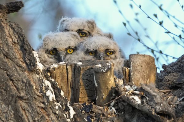 Great Horned Owlets Sunrise thumbnail