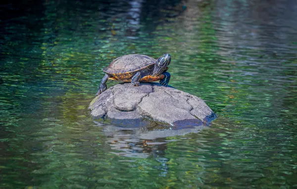 Turtle basking in the sun thumbnail