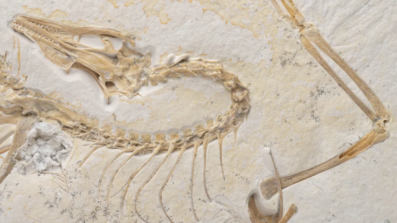 FOSSILS　THE KEY TO THE PAST　化石　FOSSIL FOSSILS THE KEY TO THE PAST 化石 FOSSIL Fossils: The key to