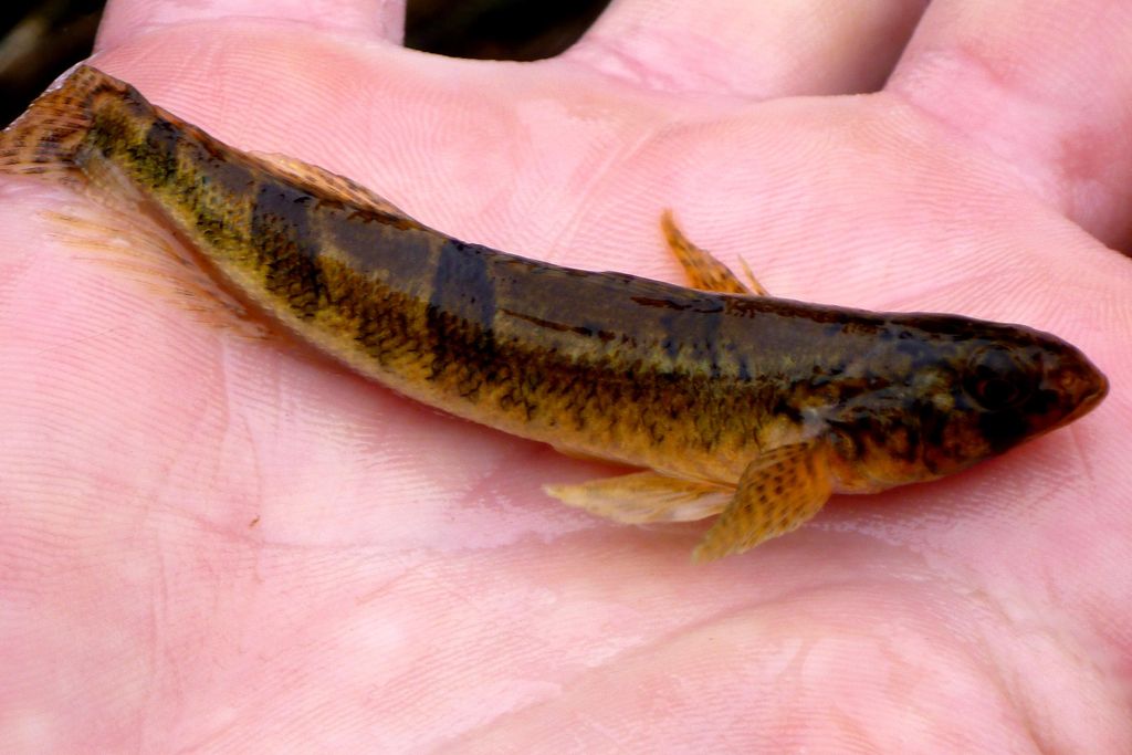 Snail Darter