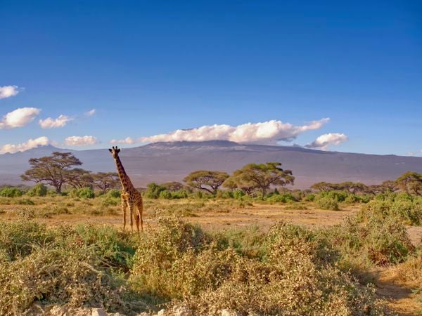 Giraffe at Kilimanjaro thumbnail