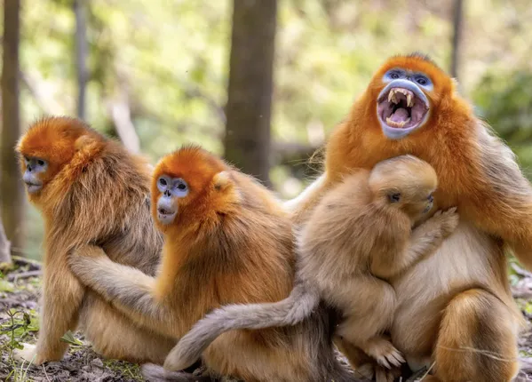 The Warm Golden Monkey Family thumbnail