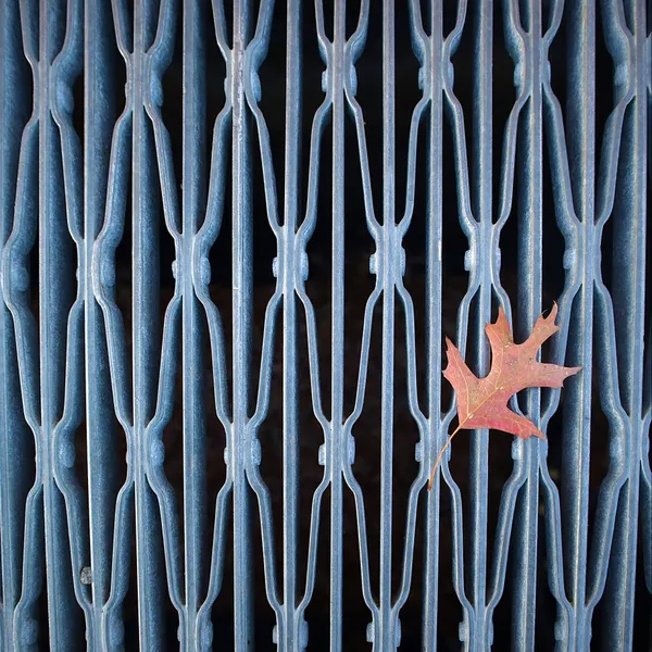 Lone Maple Leaf on an Ornamental Grate thumbnail