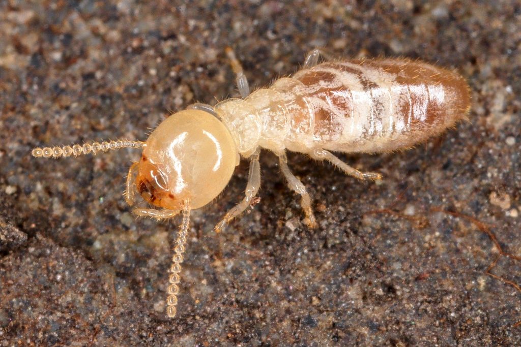Termites Are Moving in With Cockroaches, Taxonomically