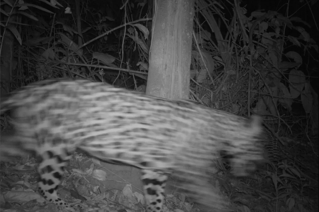jaguar.jpg