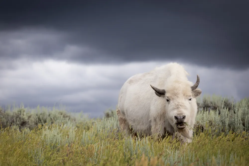 This white bison is one of a handful in existence (estimated 1 in 10 million)— comparable to the odds of being struck by lightning twice.