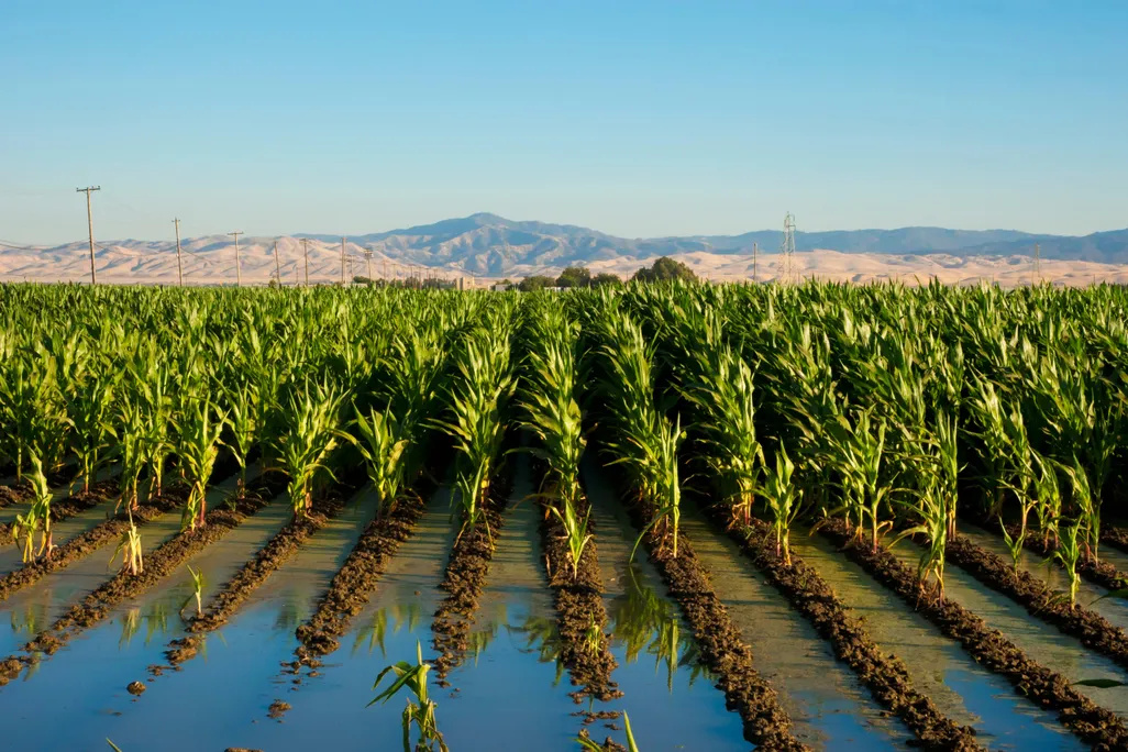 Irrigation