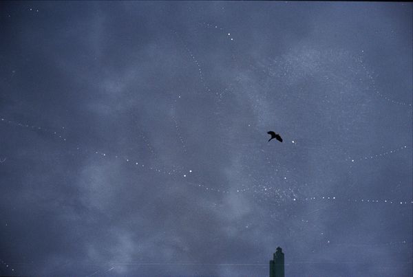 Bird at the Levee thumbnail