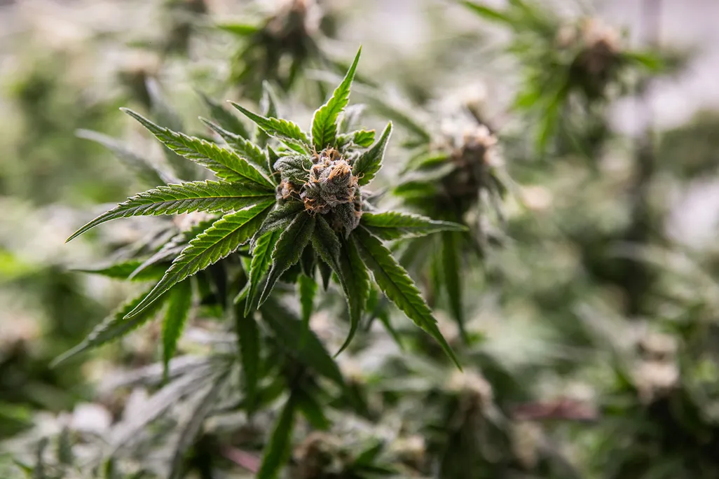 Marijuana Plant
