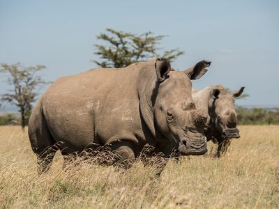Fatu, born in 2000, is one of the world’s last two surviving northern white rhinos. In this 2013 photograph, she’s hanging out with southern white rhinos at Kenya’s Pejeta Nature Conservancy.