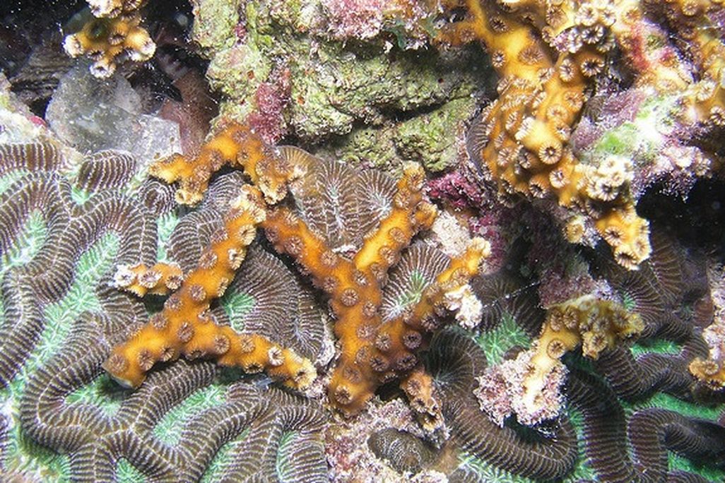 20130419083024coral.jpg
