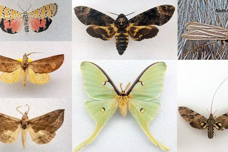 There are about 160,000 species of moths and butterflies worldwide, each with unique characteristics. (Smithsonian)