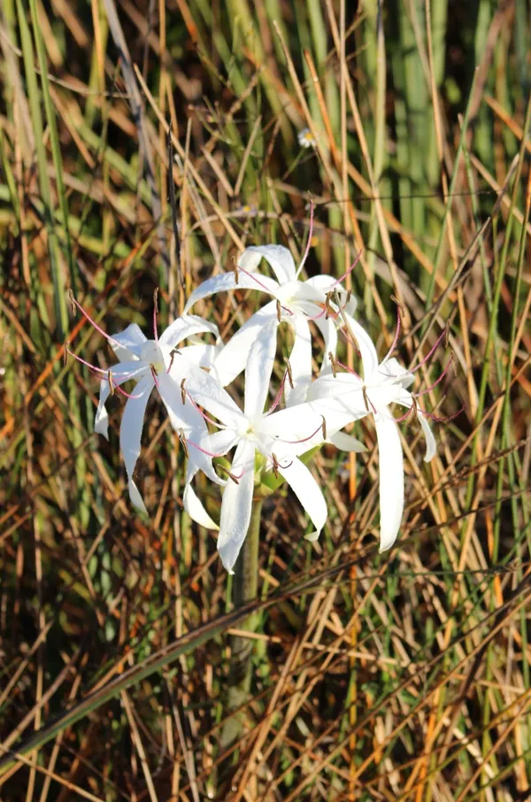 Swamp Lily thumbnail