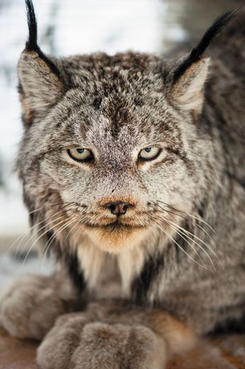 Lynx take epic, 2,000-mile treks—but why is a mystery