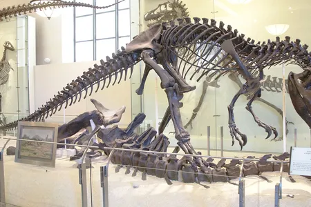 Skeletal mount of Allosaurus at the American Museum of Natural History, New York City