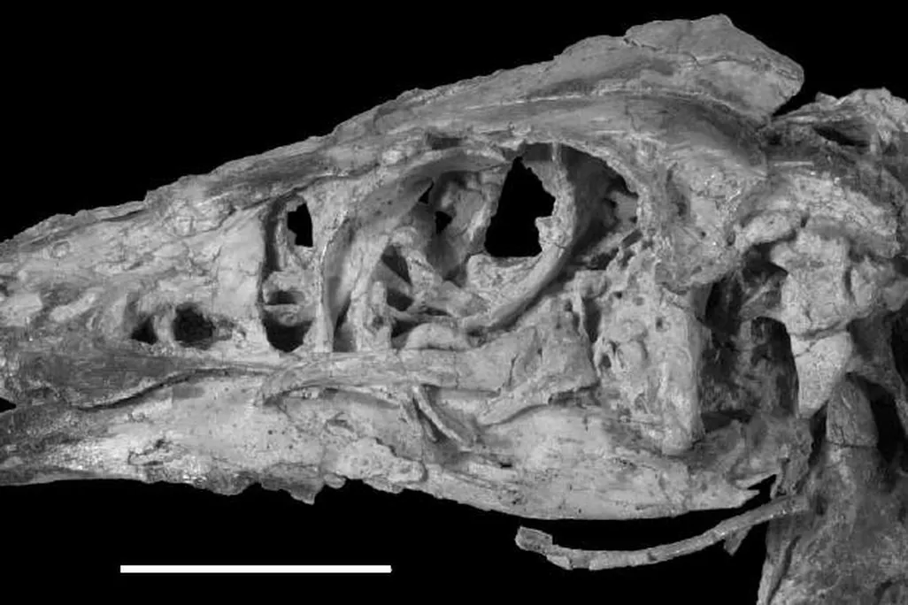 20110520083253sinornithomimus-skull.jpg