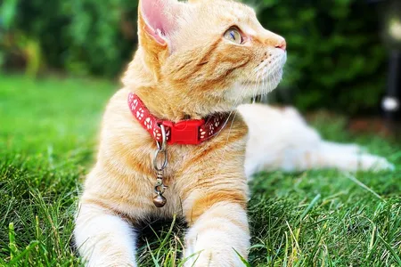 After analyzing the DNA of 50 domestic cats, researchers identified regions along the two genes that code for Fel d 1 that the team could cut and edit with CRISPR.