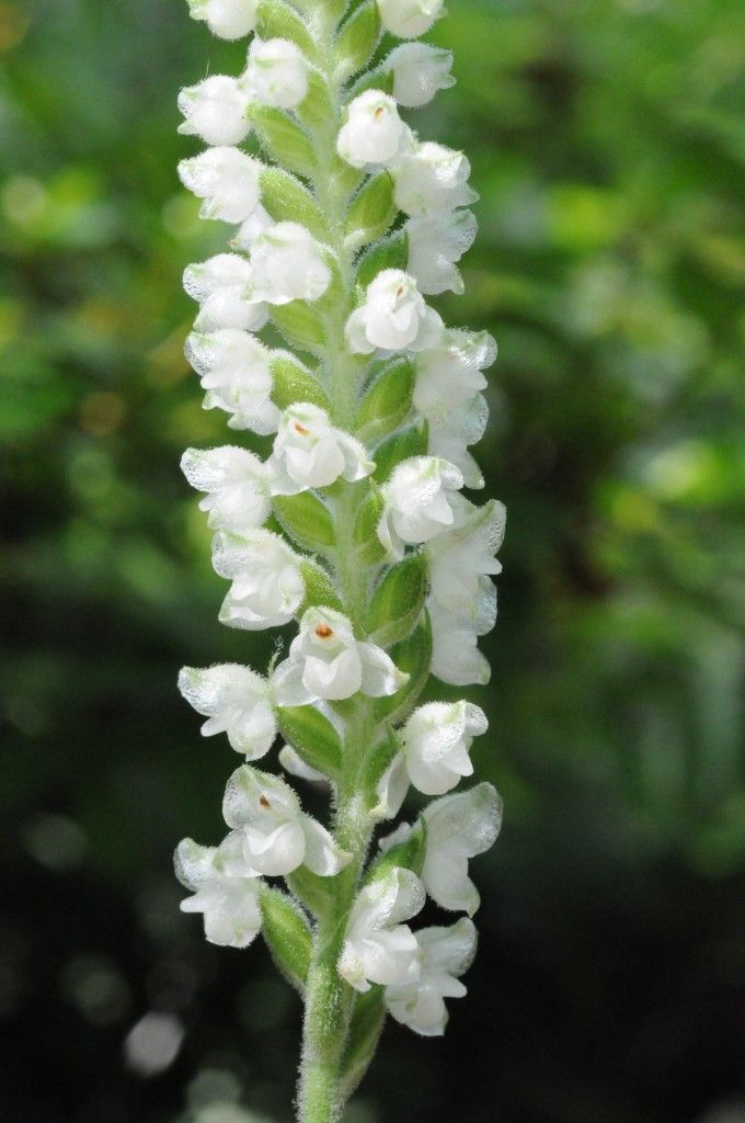 Goodyera pubescens, one of the most common orchid species found in forests around northeast America.