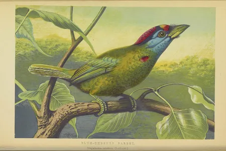 The blue-throated barbet, illustrated here in 1871, is native to southern Asia.