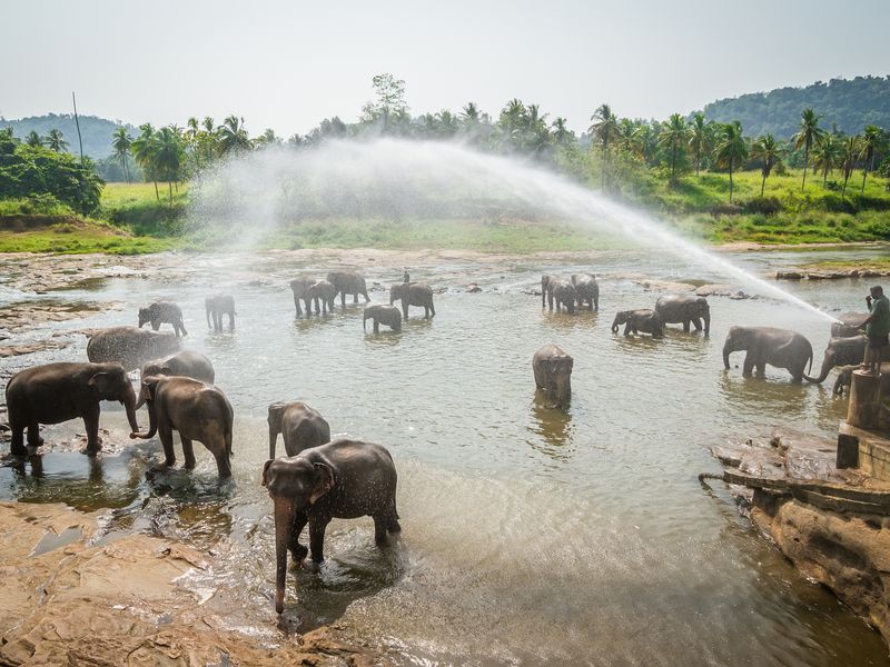 Elephant wash Smithsonian Photo Contest Smithsonian Magazine