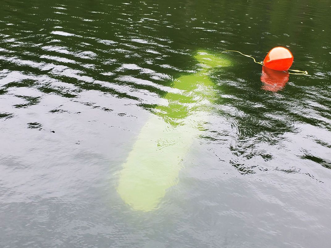 Whale Cutout in Water