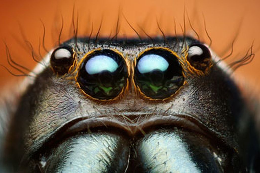 Male Paraphidippus aurantius