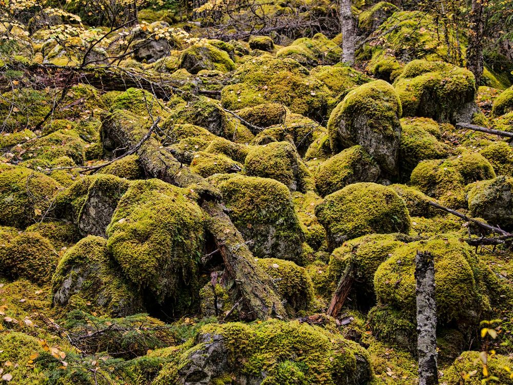 Moss