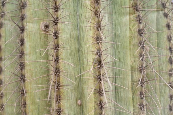 See-through Saguaro thumbnail