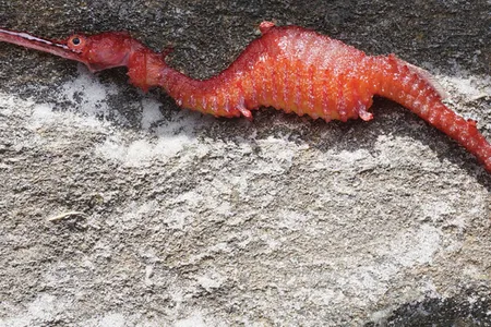 A ruby seadragon, Phyllopteryx dewysea that washed up on the Point Culver cliffs in Western Australia. 
