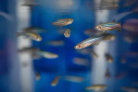 A group of zebrafish