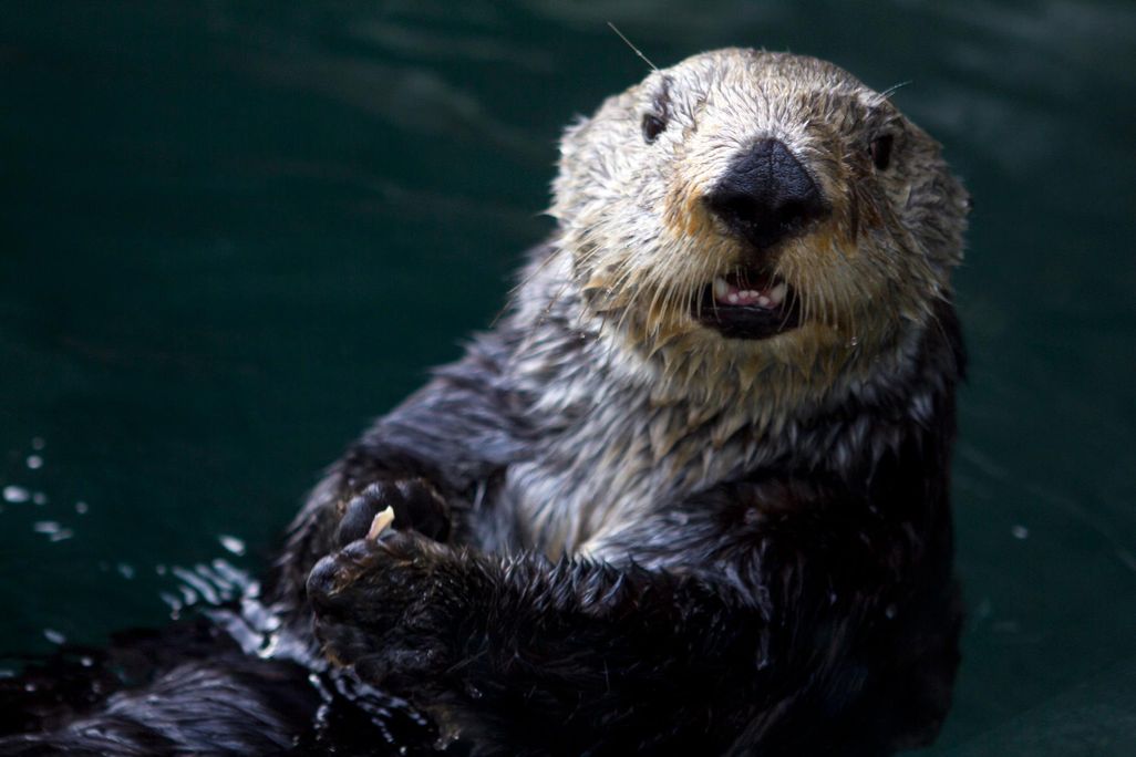 Sea otter