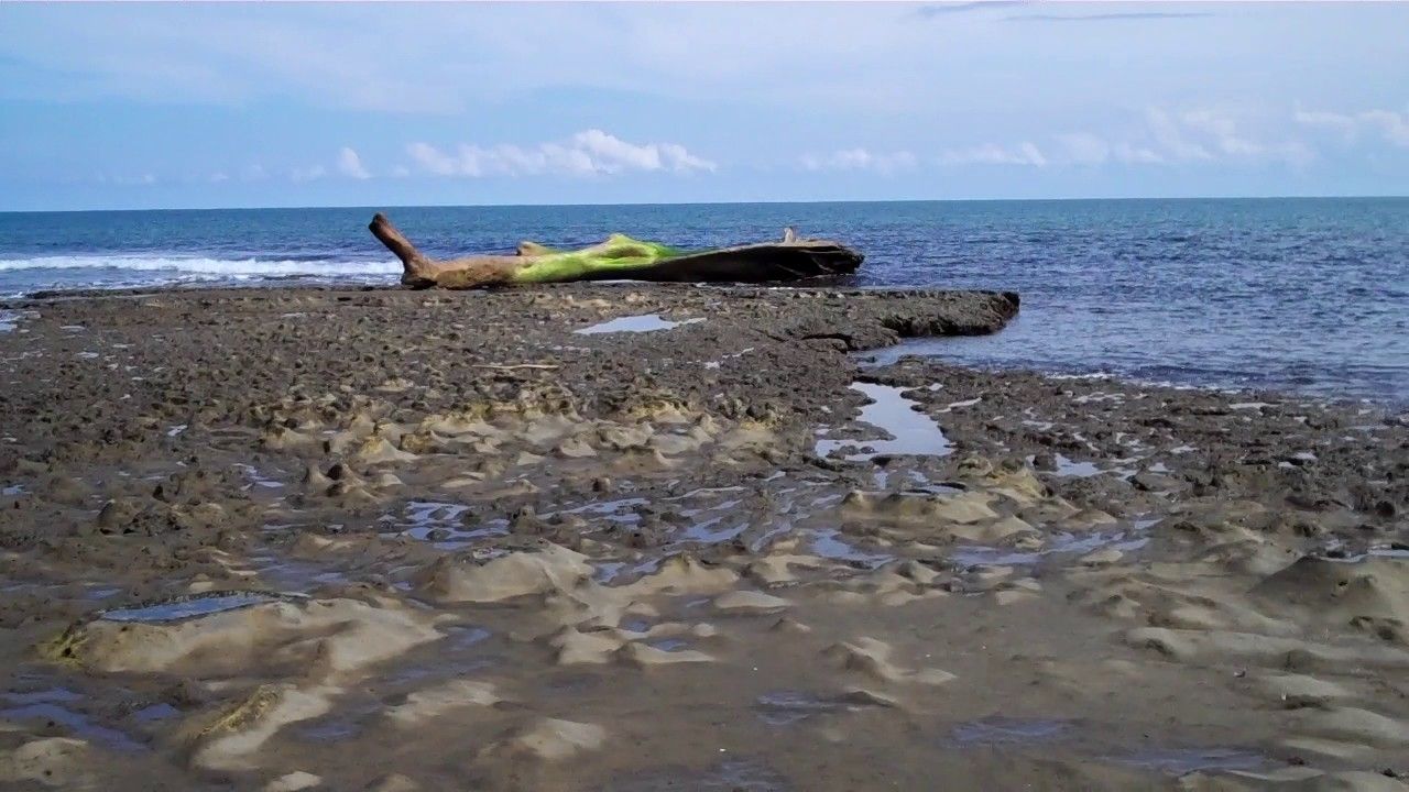 Preview thumbnail for A Race Against the Tide to Recover the Fossil of a New Genus and Species