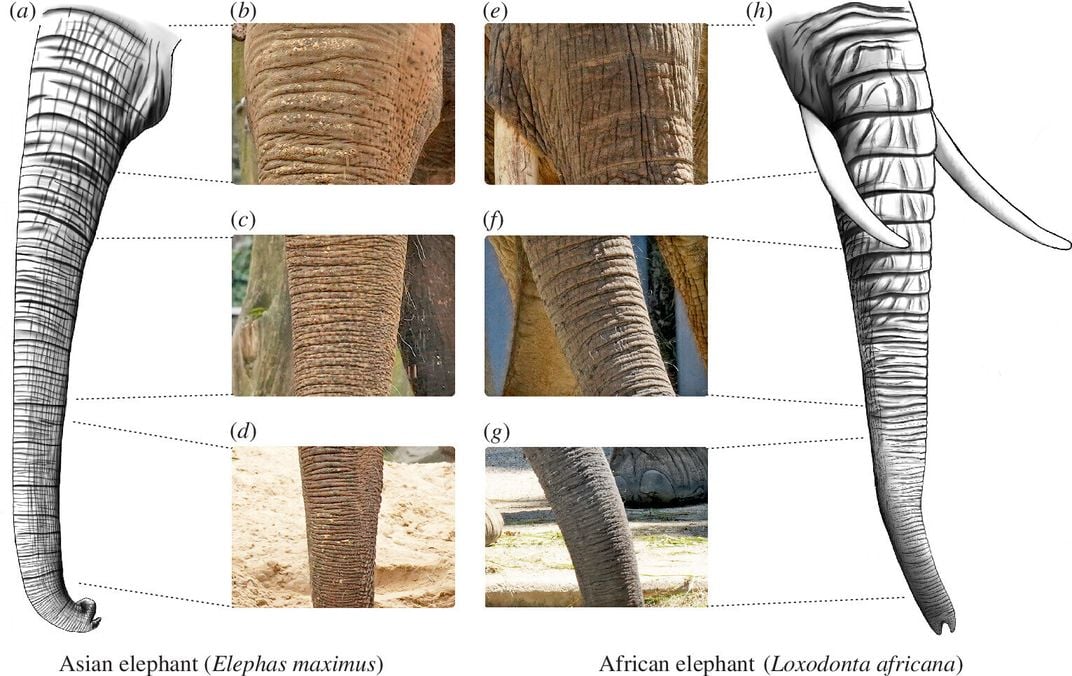 illustrations and images comparing an Asian elephant trunk and an African elephant trunk