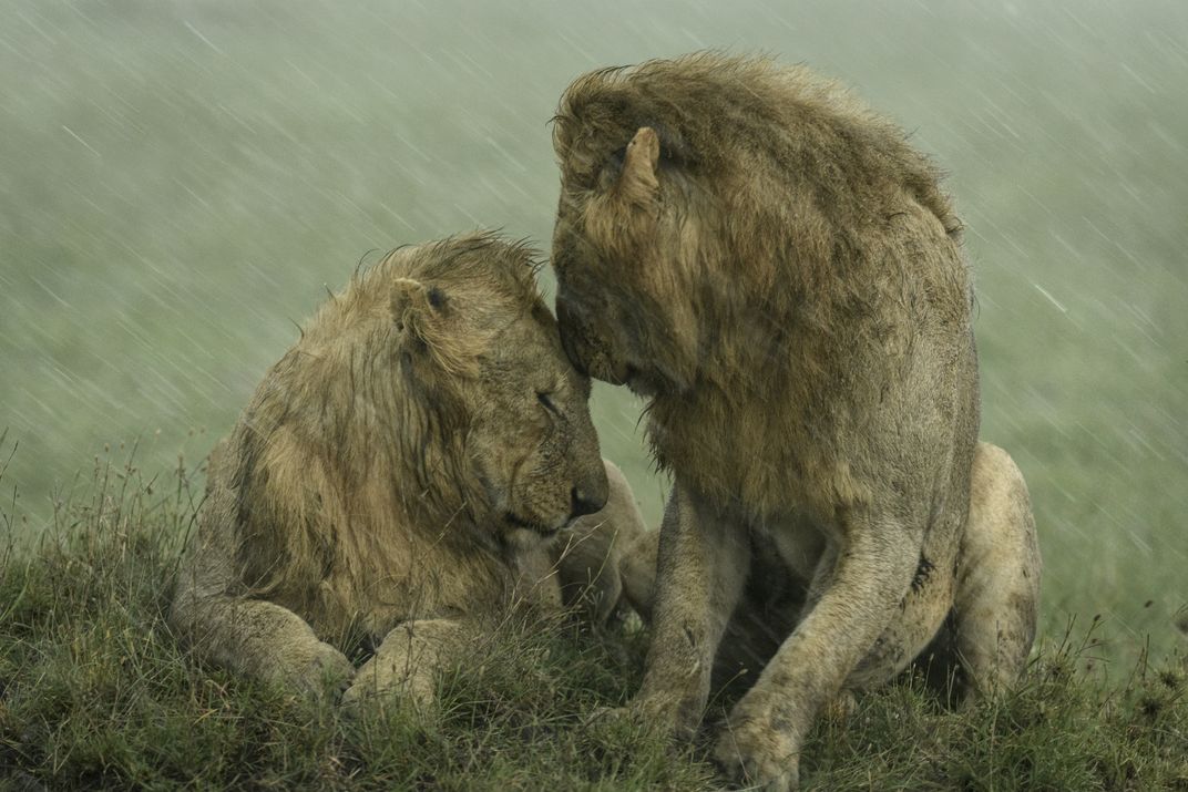 An image of two male lions cuddling in the rain