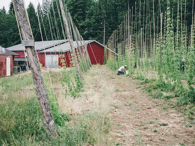 Cascade, Centennial and Goldings hops are three varietals planted in Persephone’s demonstration hop yard.