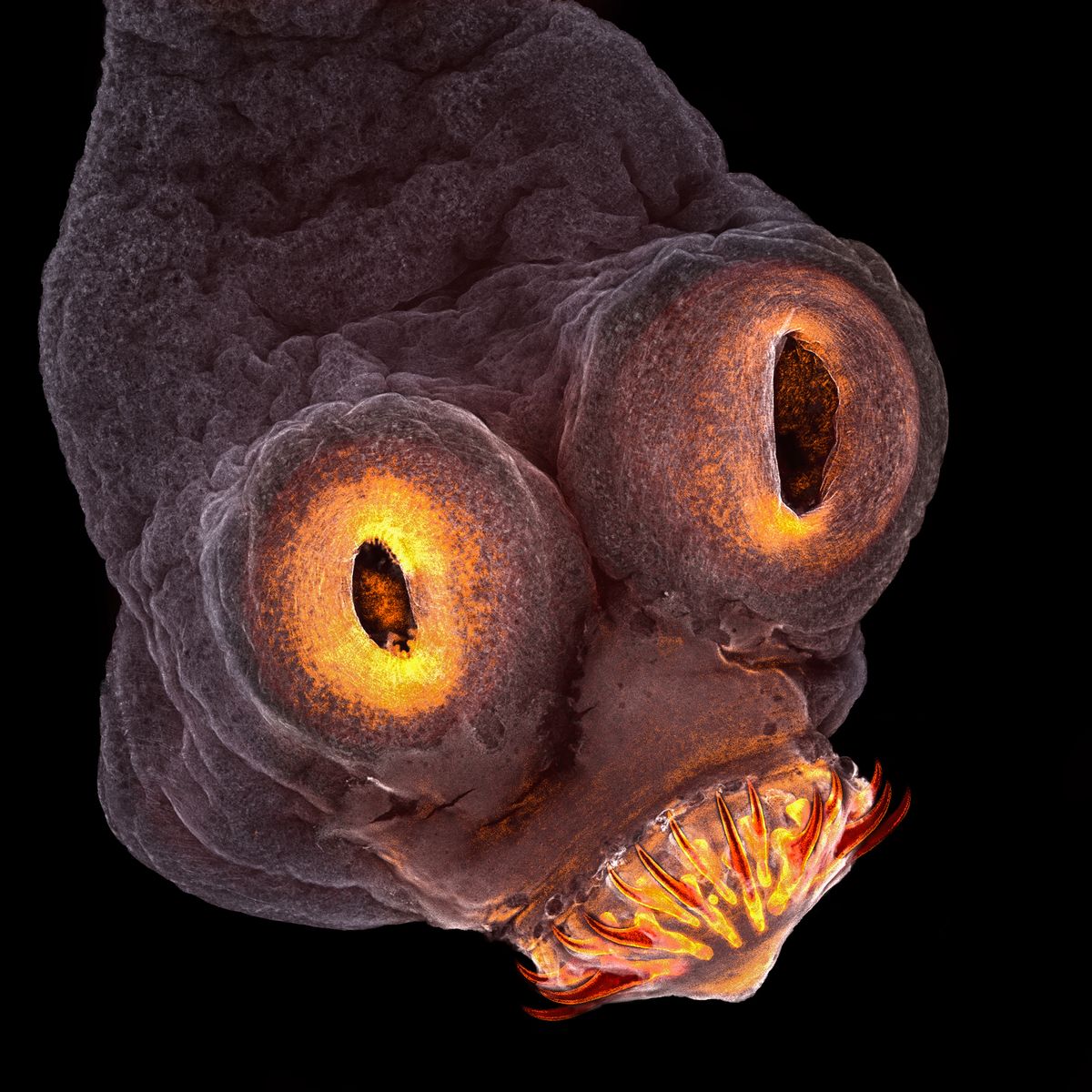 Scientific Photography Examples