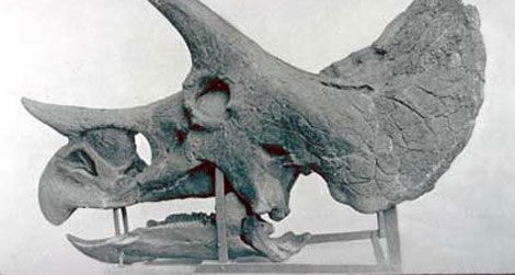 20110610094006triceratops-skull.jpg