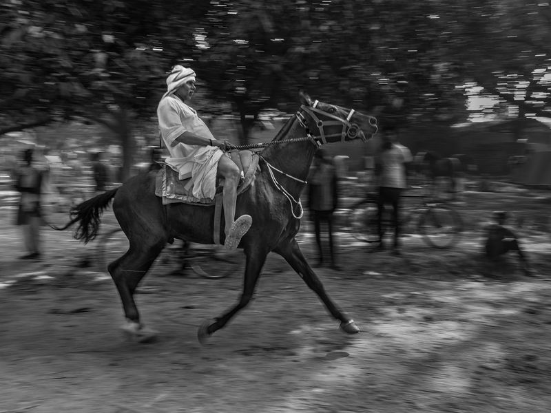 horsetrader Smithsonian Photo Contest Smithsonian Magazine