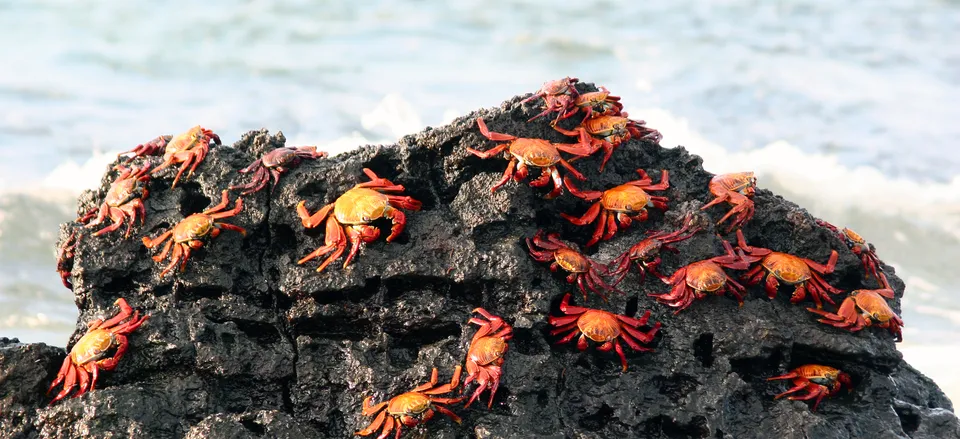  Sally Lightfoot crabs 