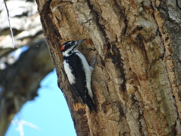 Hairy Woodpecker on a Cottonwood Tree thumbnail