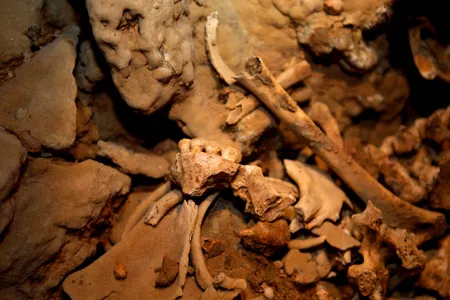 Due to their ubiquity at archaeological sites, teeth are like the pennies of ancient human remains. But unlike pennies, fossil chompers can be a treasure trove.