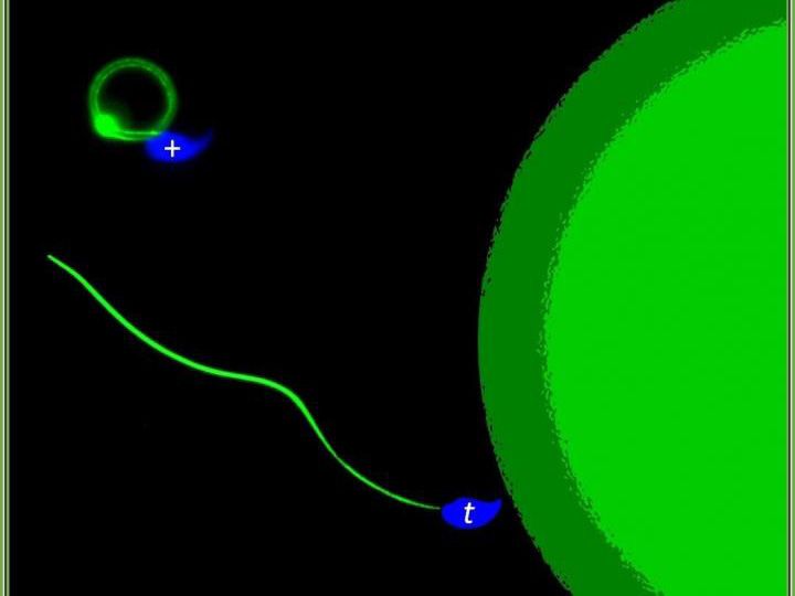 An illustration shows one sperm in a loop while another sperm is a line stretching toward a green circle, indicating an egg, on the right side of the screen